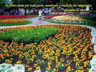 As flores estão por toda parte, mantendo a tradição dos imigrantes 
que para cá vieram..... 
 