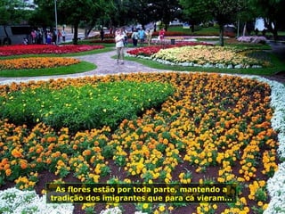 As flores estão por toda parte, mantendo a tradição dos imigrantes que para cá vieram... 