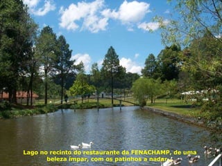 Lago no recinto do restaurante da FENACHAMP, de uma beleza ímpar, com os patinhos a nadar... 
