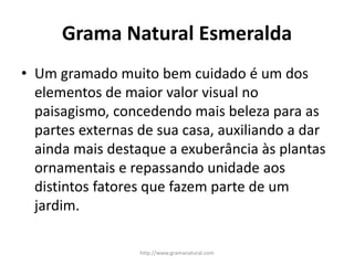 Grama Natural Esmeralda
• Um gramado muito bem cuidado é um dos
elementos de maior valor visual no
paisagismo, concedendo ...
