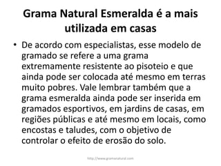Grama Natural Esmeralda é a mais
utilizada em casas
• De acordo com especialistas, esse modelo de
gramado se refere a uma ...
