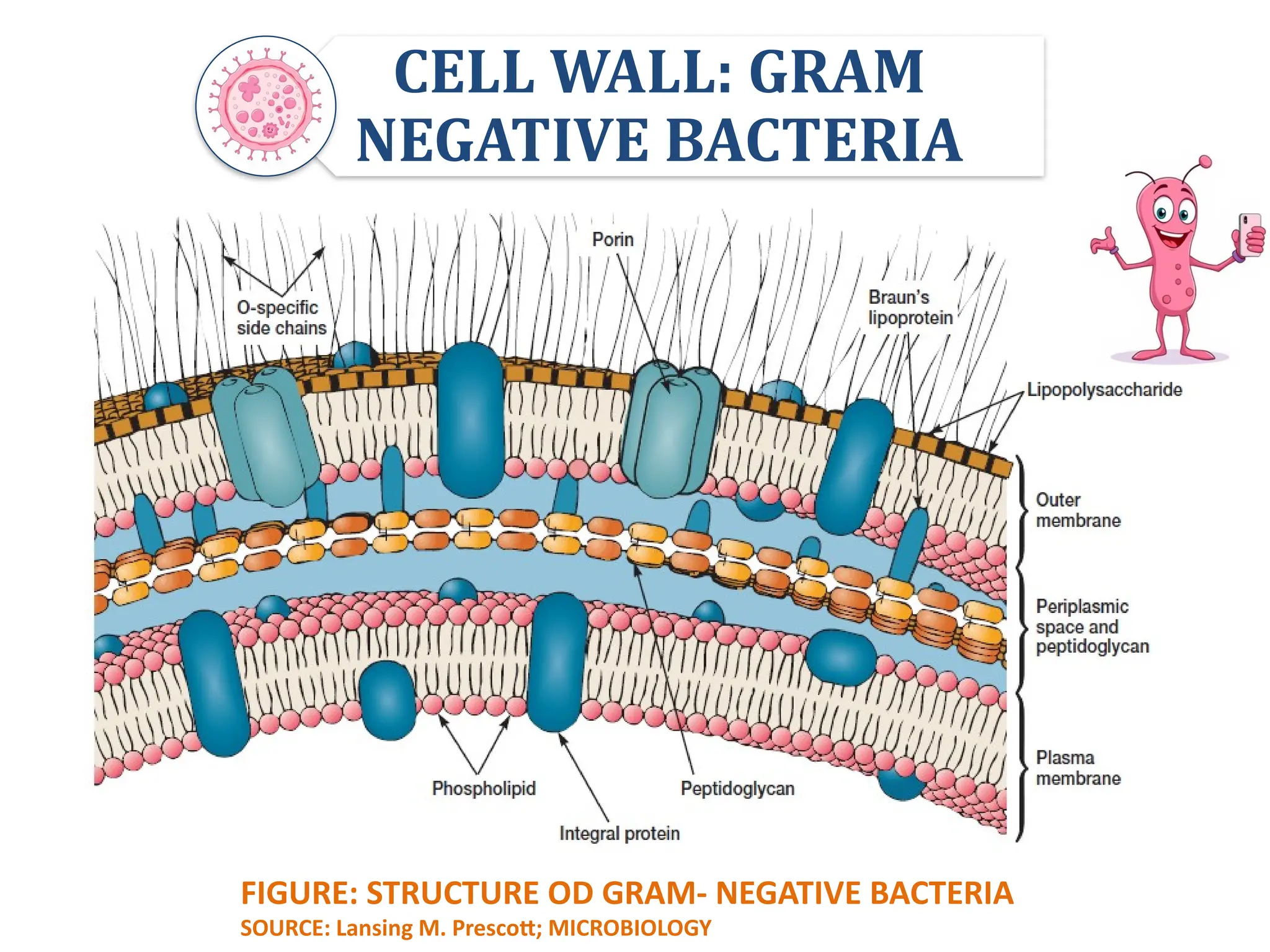 Cell wall of Gram-Positive and Gram-Negative Bacteria | PPTX