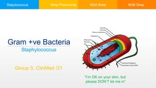 Stapylococcus Strep Pneumonia NGA Strep NGB Strep
Gram +ve Bacteria
Staphylococcus
Group 5: ClinMed /21
“I’m OK on your skin, but
please DON’T let me in”
 