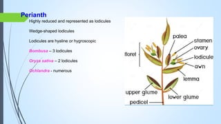 Gramineae
