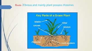 Roots :Fibrous and mainly plant possess rhizomes
 