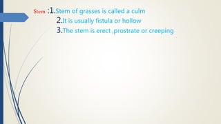 Stem :1.Stem of grasses is called a culm
2.It is usually fistula or hollow
3.The stem is erect ,prostrate or creeping
 
