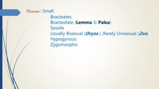 Flowers : Small
Bracteates
Bracteolate (Lemma & Palea)
Sessile
Usually Bisexual (Oryza ) ,Rarely Unisexual (Zea)
Hypogynous
Zygomorphic
 