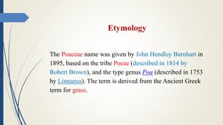 Etymology
The Poaceae name was given by John Hendley Barnhart in
1895, based on the tribe Poeae (described in 1814 by
Robert Brown), and the type genus Poa (described in 1753
by Linnaeus). The term is derived from the Ancient Greek
term for grass.
 