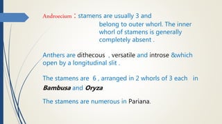 Androecium : stamens are usually 3 and
belong to outer whorl. The inner
whorl of stamens is generally
completely absent .
Anthers are dithecous , versatile and introse &which
open by a longitudinal slit .
The stamens are 6 , arranged in 2 whorls of 3 each in
Bambusa and Oryza
The stamens are numerous in Pariana.
 