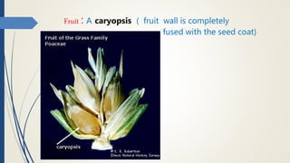 Fruit : A caryopsis ( fruit wall is completely
fused with the seed coat)
 