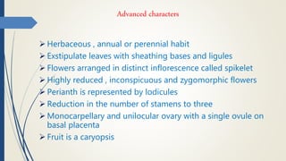 Advanced characters
 Herbaceous , annual or perennial habit
 Exstipulate leaves with sheathing bases and ligules
 Flowers arranged in distinct inflorescence called spikelet
 Highly reduced , inconspicuous and zygomorphic flowers
 Perianth is represented by lodicules
 Reduction in the number of stamens to three
 Monocarpellary and unilocular ovary with a single ovule on
basal placenta
 Fruit is a caryopsis
 