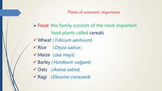 Plants of economic importants
 Food: this family consists of the most important
food plants called cereals
 Wheat (Triticum aestivum)
 Rice (Oryza sativa )
 Maize (zea mays)
 Barley (Hordeum vulgare)
 Oats (Avena sativa)
 Ragi (Eleusine coracana)
 