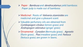  Paper : Bambusa and dendrocalamus yield bamboos
.Paper pulp is made out of bamboos
 Medicinal : Roots of Vetiveria zizanioides are
medicinal and give a pleasant scent
 Valuable perfumery oils are obtained from
Cymbopogon citratus (lemon grass) and
Andropogon odonatus (ginger grass)
 Ornamental : Cynodon (Bermuda grass) , Agrostis
(florin grass) , Poa (meadow grass) and Festuca
(festuca grass) are grown in lawns.
 