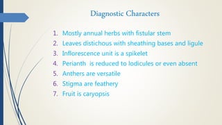 Diagnostic Characters
1. Mostly annual herbs with fistular stem
2. Leaves distichous with sheathing bases and ligule
3. Inflorescence unit is a spikelet
4. Perianth is reduced to lodicules or even absent
5. Anthers are versatile
6. Stigma are feathery
7. Fruit is caryopsis
 