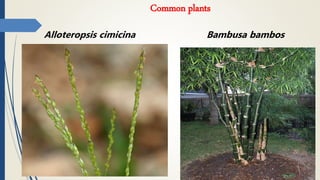 Common plants
Alloteropsis cimicina Bambusa bambos
 