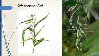 Coix lacryma - jobi
 