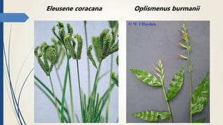 Eleusene coracana Oplismenus burmanii
 