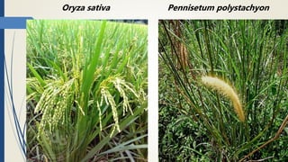 Oryza sativa Pennisetum polystachyon
 