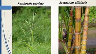 Rottboellia exatlata Saccharum officinale
 