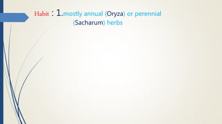 Habit : 1.mostly annual (Oryza) or perennial
(Sacharum) herbs
 