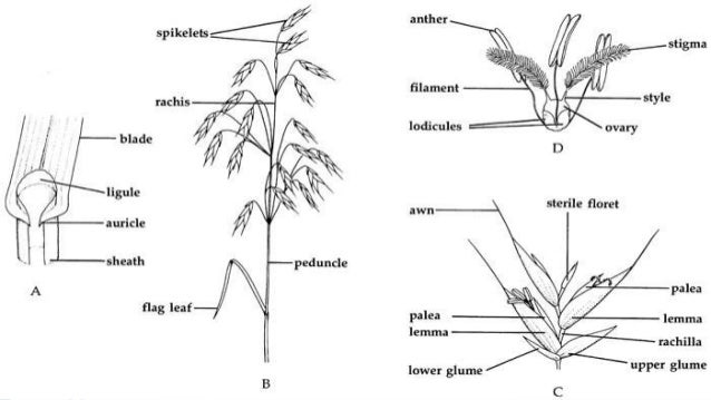 Gramineae (poaceae).it is the one of the largest plant family diagram of poaceae family floral 