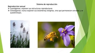 Sistema de reproducción
Reproduccion sexual
 Casmógamas: exponen sus estructuras reproductoras
 Cleistógamas: nunca exponen sus estambresy estigmas, sino que permanecen cerradas y se
autofertilizan.
 