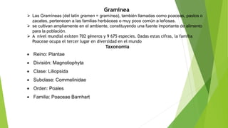 Graminea
 Las Gramíneas (del latín gramen = gramínea), también llamadas como poaceas, pastos o
zacates, pertenecen a las familias herbáceas o muy poco común a leñosas.
 se cultivan ampliamente en el ambiente, constituyendo una fuente importante de alimento
para la población.
 A nivel mundial existen 702 géneros y 9 675 especies. Dadas estas cifras, la familia
Poaceae ocupa el tercer lugar en diversidad en el mundo
Taxonomia
 Reino: Plantae
 División: Magnoliophyta
 Clase: Liliopsida
 Subclase: Commelinidae
 Orden: Poales
 Familia: Poaceae Barnhart
 