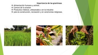 Importancia de las gramíneas
 Alimentación humana y animal.
 Control de la erosion
 Productos médicos, artesanales o en la industria
 para la construcción, recreación y en ceremonias religiosas.
 