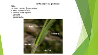 Morfología de las gramíneas
Hojas
Las hojas constan de dos partes:
 vaina o parte inferior
 limbo o parte superior
 La lígula
 Las estípulas
 
