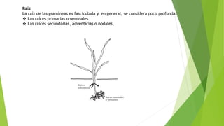 Raíz
La raíz de las gramíneas es fasciculada y, en general, se considera poco profunda.
 Las raíces primarias o seminales
 Las raíces secundarias, adventicias o nodales,
 