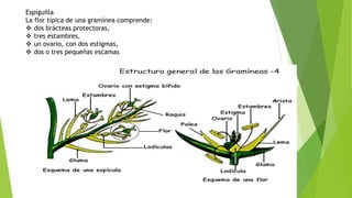 Espiguilla
La flor típica de una gramínea comprende:
 dos brácteas protectoras,
 tres estambres,
 un ovario, con dos estigmas,
 dos o tres pequeñas escamas
 