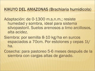 Adaptación: de 0-1300 m.s.n.m.; resiste humedad y sombra, ideal para sistema silvopastoril. Suelos arenosos a limo arcillosos, alta acidez. Siembra: por semilla 8-10 kg/ha en surcos espaciados a 70cm. Por estolones y cepas 1t/ha. Cosecha: para pastoreo 5-6 meses después de la siembra con cargas altas de ganado. 