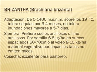 Adaptación: De 0-1400 m.s.n.m. sobre los 19 °C, tolera sequias por 3-4 meses, no tolera inundaciones mayores a 5-7 dias. Siembra: Prefiere suelos arcillosos o limo arcillosos. Por semilla 6-8kg/ha en surcos espaciados 60-70cm o al voleo 8-10 kg/ha; material vegetativo por cepas los tallos no emiten raíces. Cosecha: excelente para pastoreo. 