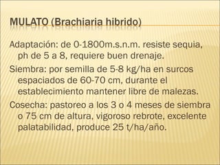 Adaptación: de 0-1800m.s.n.m. resiste sequia, ph de 5 a 8, requiere buen drenaje. Siembra: por semilla de 5-8 kg/ha en surcos espaciados de 60-70 cm, durante el establecimiento mantener libre de malezas. Cosecha: pastoreo a los 3 o 4 meses de siembra o 75 cm de altura, vigoroso rebrote, excelente palatabilidad, produce 25 t/ha/año. 