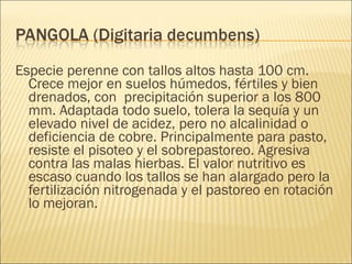 Especie perenne con tallos altos hasta 100 cm. Crece mejor en suelos húmedos, fértiles y bien drenados, con  precipitación superior a los 800 mm. Adaptada todo suelo, tolera la sequía y un elevado nivel de acidez, pero no alcalinidad o deficiencia de cobre. Principalmente para pasto, resiste el pisoteo y el sobrepastoreo. Agresiva contra las malas hierbas. El valor nutritivo es escaso cuando los tallos se han alargado pero la fertilización nitrogenada y el pastoreo en rotación lo mejoran.  