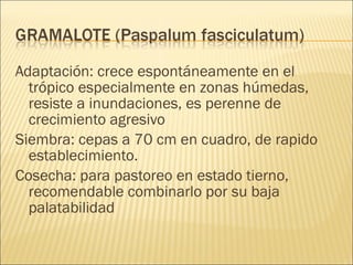 Adaptación: crece espontáneamente en el trópico especialmente en zonas húmedas, resiste a inundaciones, es perenne de crecimiento agresivo  Siembra: cepas a 70 cm en cuadro, de rapido establecimiento. Cosecha: para pastoreo en estado tierno, recomendable combinarlo por su baja palatabilidad 