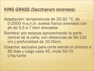 Adaptación: temperaturas de 20-32 °C. de 0-2000 m.s.n.m. suelos franco arenosos con ph de 5,5 a 7 bien drenados Siembra: por estacas aprovechando la parte central de la caña, con distancias de 90-120 cm y profundidad de 10-15cm. Cosecha: exclusivo para corte siendo el primero a 90 dias y luego cada 45. rinde 50-70 t/ha/corte 