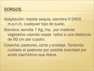 Adaptación: resiste sequia, siembra 0-2400 m.s.n.m. cualquier tipo de suelo. Siembra: semilla 7 Kg /ha,  por material vegetativo usando cepas  tallos a una distancia de 60 cm por cuadro. Cosecha: pastoreo, corte y ensilaje. Teniendo cuidado al pastoreo por posible toxicidad por acido cianhídrico que libera. 