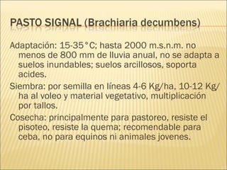 Adaptación: 15-35°C; hasta 2000 m.s.n.m. no menos de 800 mm de lluvia anual, no se adapta a suelos inundables; suelos arcillosos, soporta acides. Siembra: por semilla en líneas 4-6 Kg/ha, 10-12 Kg/ha al voleo y material vegetativo, multiplicación por tallos. Cosecha: principalmente para pastoreo, resiste el pisoteo, resiste la quema; recomendable para ceba, no para equinos ni animales jovenes. 