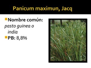 Nombre común:
pasto guinea o
 india
PB: 8,8%
 
