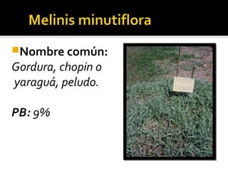 Nombre común:
Gordura, chopin o
yaraguá, peludo.

PB: 9%
 