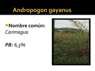 Nombre común:
Carimagua

PB: 6,5%
 