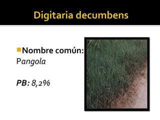 Nombre común:
Pangola

PB: 8,2%
 