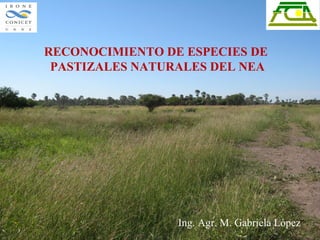 RECONOCIMIENTO DE ESPECIES DE
PASTIZALES NATURALES DEL NEA
Ing. Agr. M. Gabriela López
 