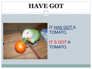 HAVE GOT


    IT HAS GOT A
    TOMATO.

    IT S GOT A
    TOMATO.
 
