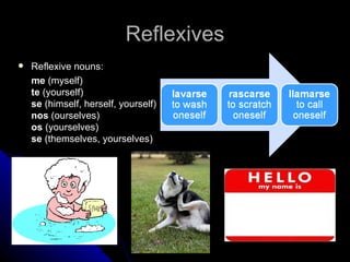 Reflexives Reflexive nouns: me  (myself) te  (yourself) se  (himself, herself, yourself) nos  (ourselves) os  (yourselves) se  (themselves, yourselves) 