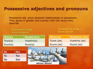 Possessive adjectives and pronouns
 Possessive adj. show personal relationships or possession.
They agree in gender and number with the nouns they
describe
Mio(a) Nuestro(a)
Tuyo(a) Vuestro(a)
Suyo(a) Suyo(a)
Possessive long
form singular
Mios(as) Nuestros (as)
Tuyos (as) Vuestros (as)
Suyos (as) Suyos (as)
Possessive long
form plural
Mi Mis
Tu Tus
Su Sus
 