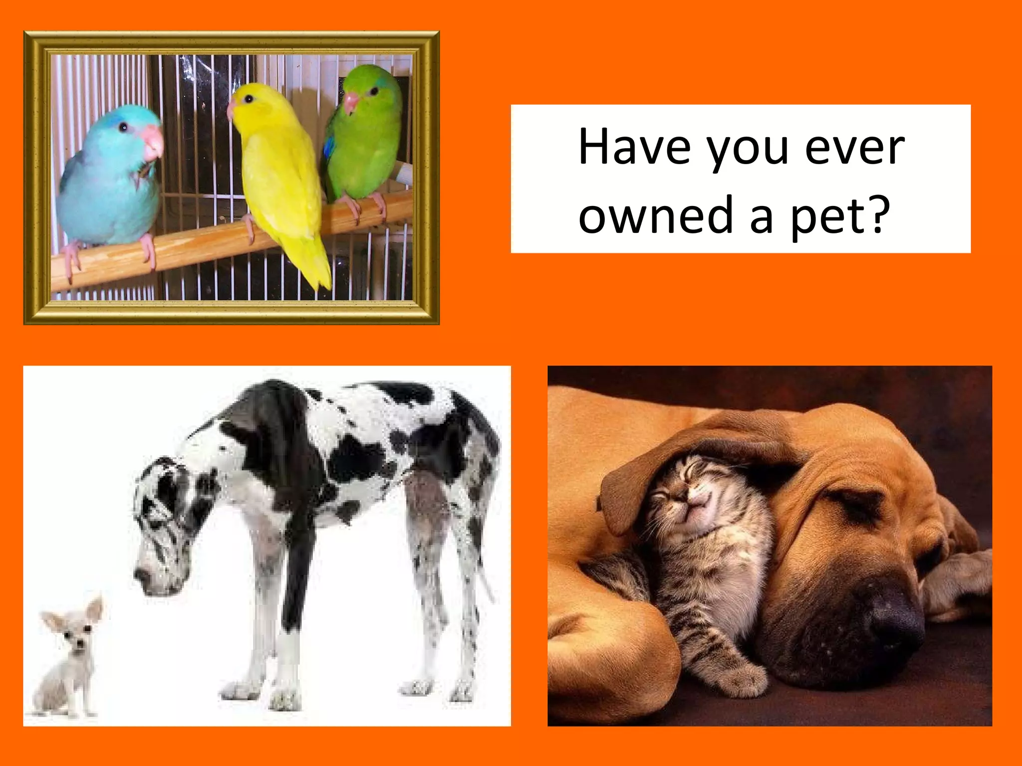 Have you ever owned a pet?  