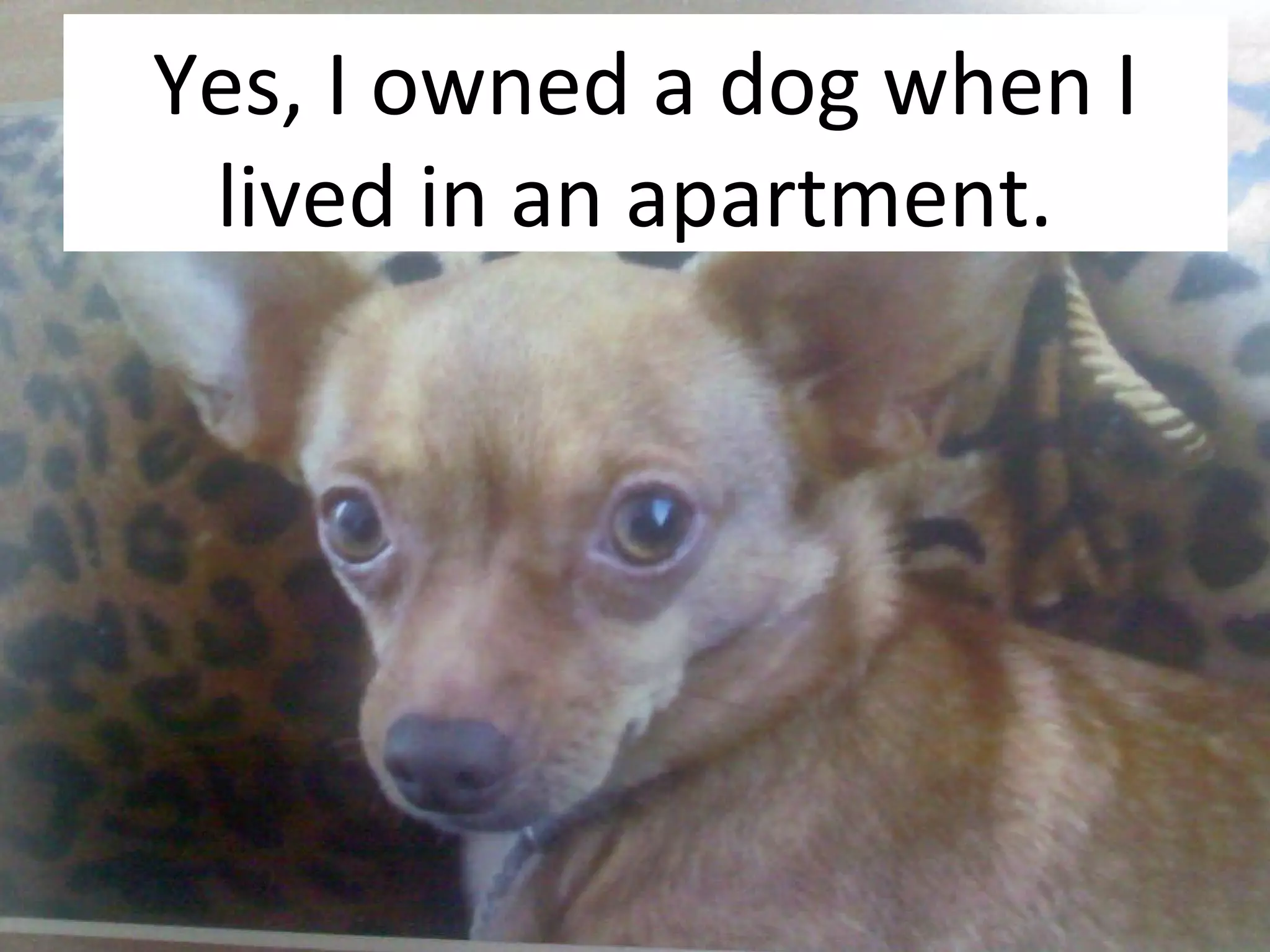 Yes, I owned a dog when I lived in an apartment.  