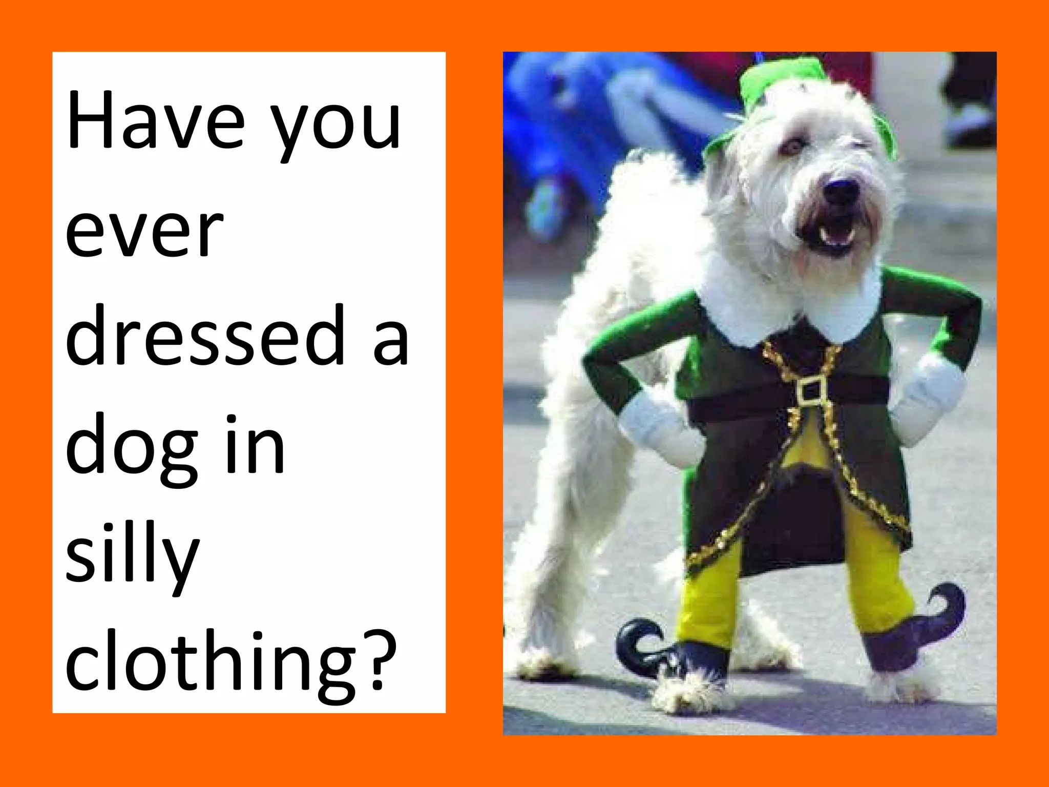 Have you ever dressed a dog in silly  clothing? 